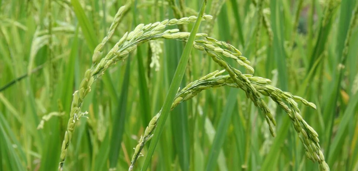 Поле пшена фото Rice to feed the world given a funding boost University of Oxford