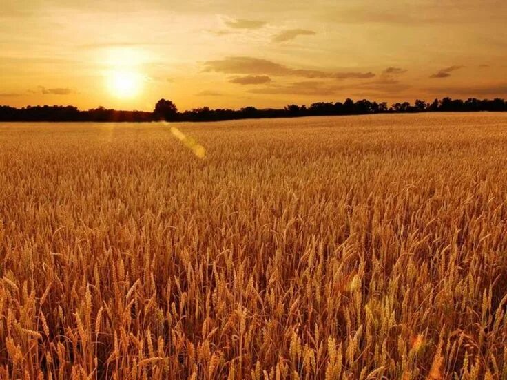 Поле пшеницы фото Image result for полынь, поле, рассвет, художественная фотография Sunset, Wheat 