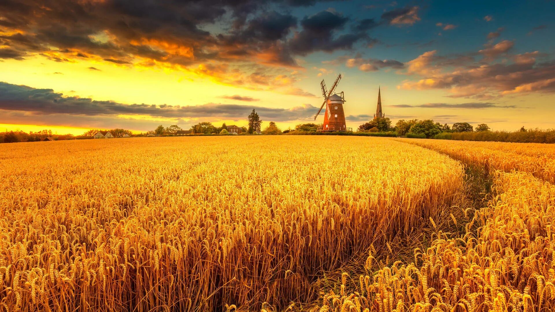 Поле пшеницы фото Download Wheat Field With Windmill Wallpaper Wallpapers.com