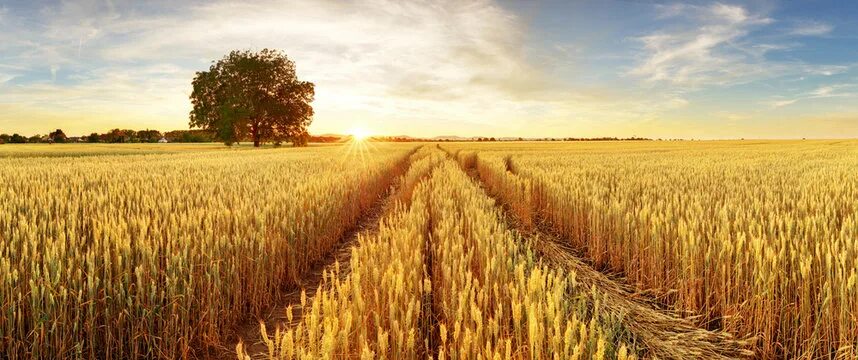 Поле пшеницы фото Cereal Field Изображения: просматривайте стоковые фотографии, векторные изображе