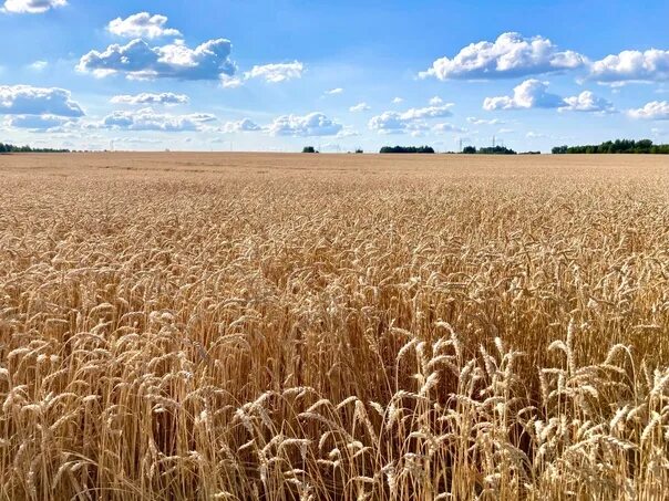 Поле пшеницы фото A wheat field in the wild. Lovely near ❤ 2023 Это Дмитров, детка! VK