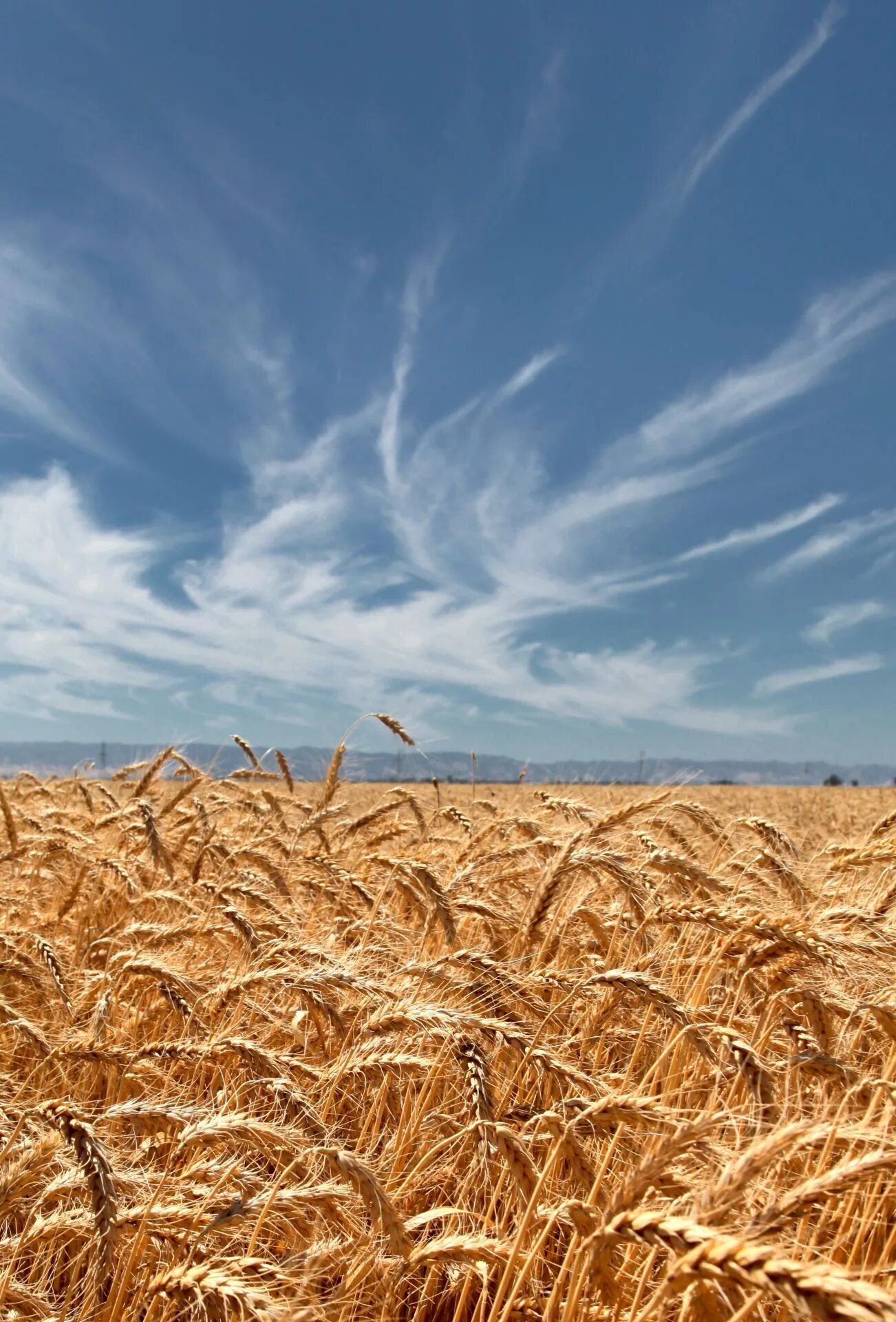 Поле пшеницы фото Wallpaper : sky, field, wheat, Rye, grassland, agriculture, prairie, crop, soil,