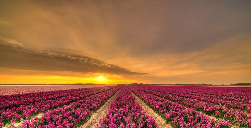 Поле разных цветов фото Fields of hyacinths. " If you appreciate my work and would. Flickr