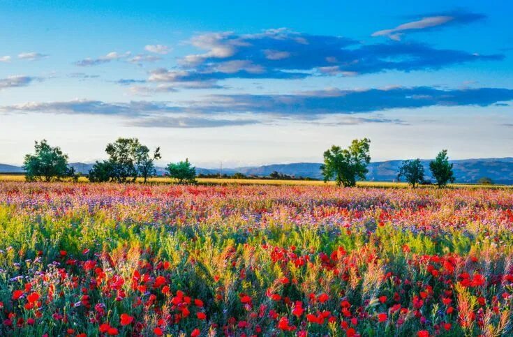 Поле разных цветов фото Red poppy field poster Wall decor in 2024 Poppy field, Flower field, Poppy paint