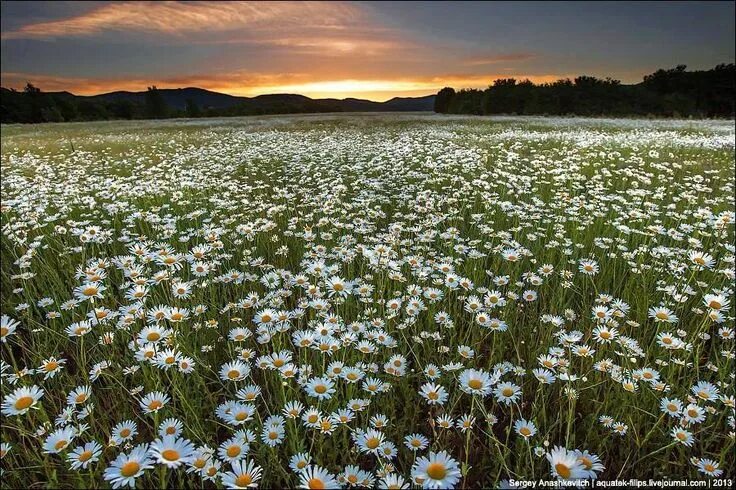 Поле ромашек фото Пин от пользователя Jovanka на доске Daisies.... Пейзажи, Ромашки, Цветущие дере