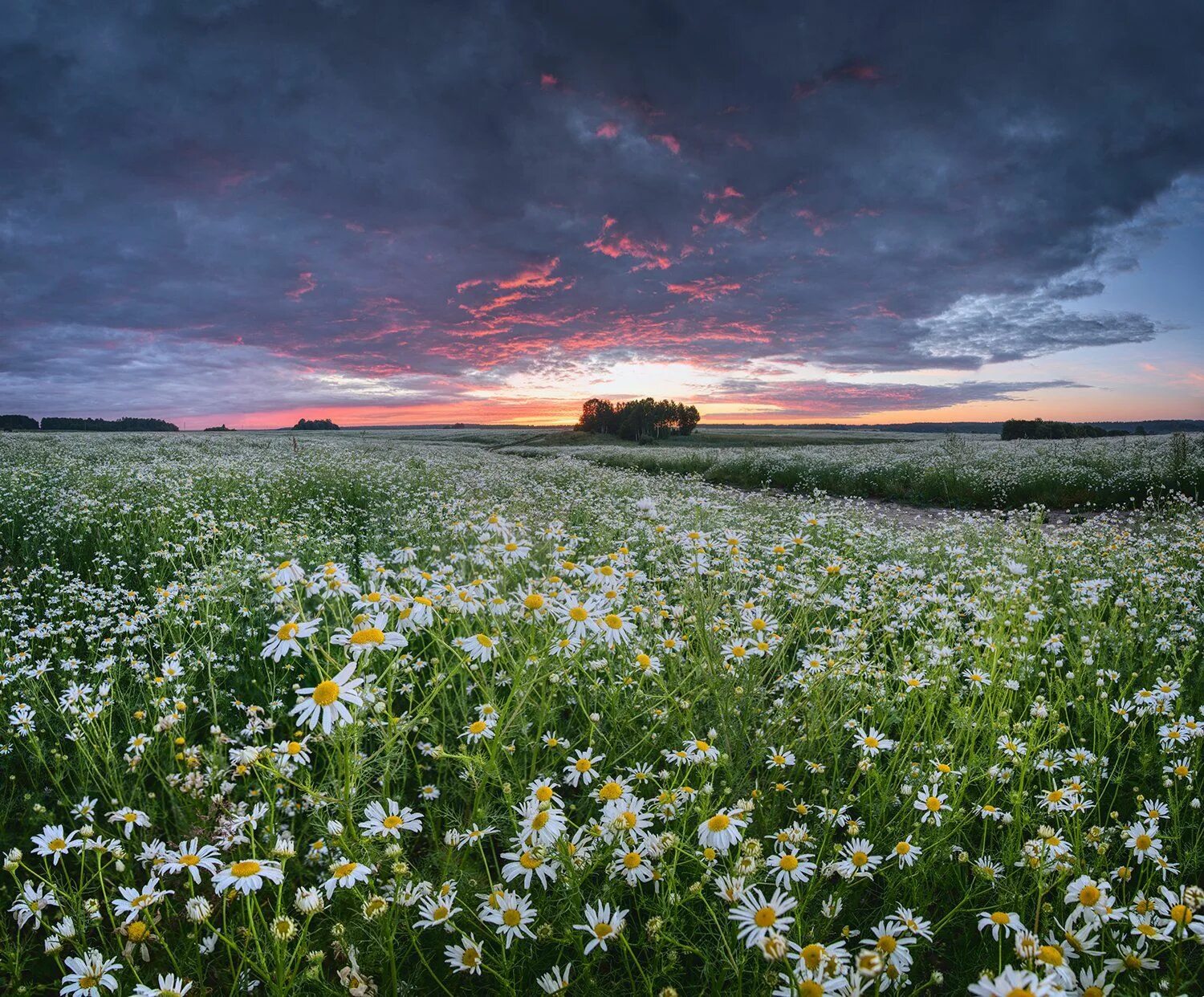 Поле ромашек фото в хорошем качестве Рассвет над ромашковым полем. Photographer Andreev Nikolay