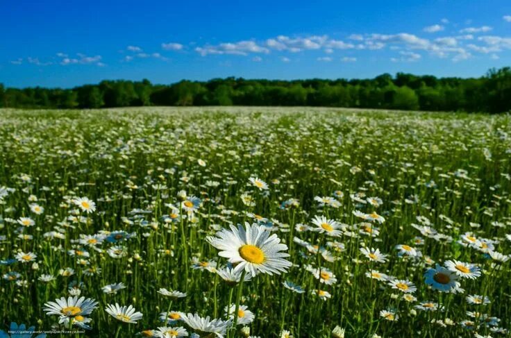 Поле ромашек фото в хорошем качестве Pin by Сойка on ромашки и васильки Nature, Meadow, Summer