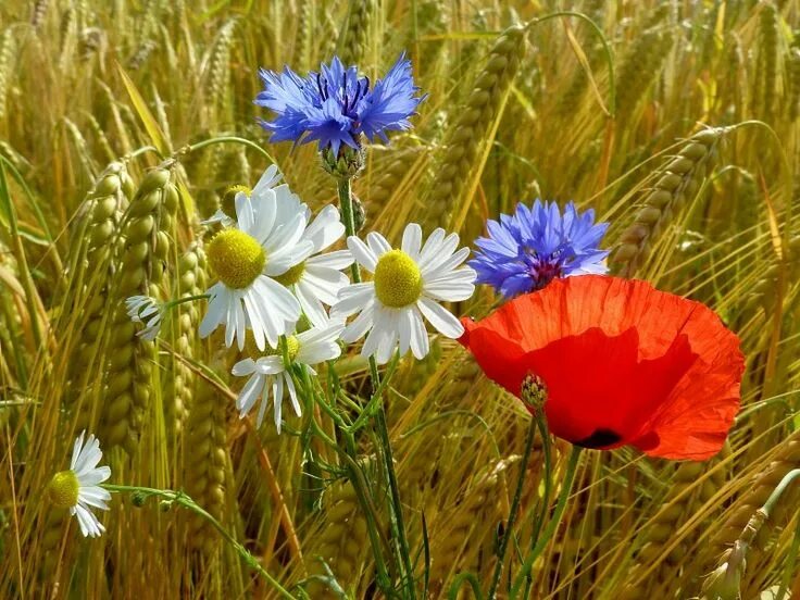 Поле ромашки васильки фото Kornfeld mit Mohnblume, Kornblume und Margeriten Sommerblumen, Getreide feld, Mo