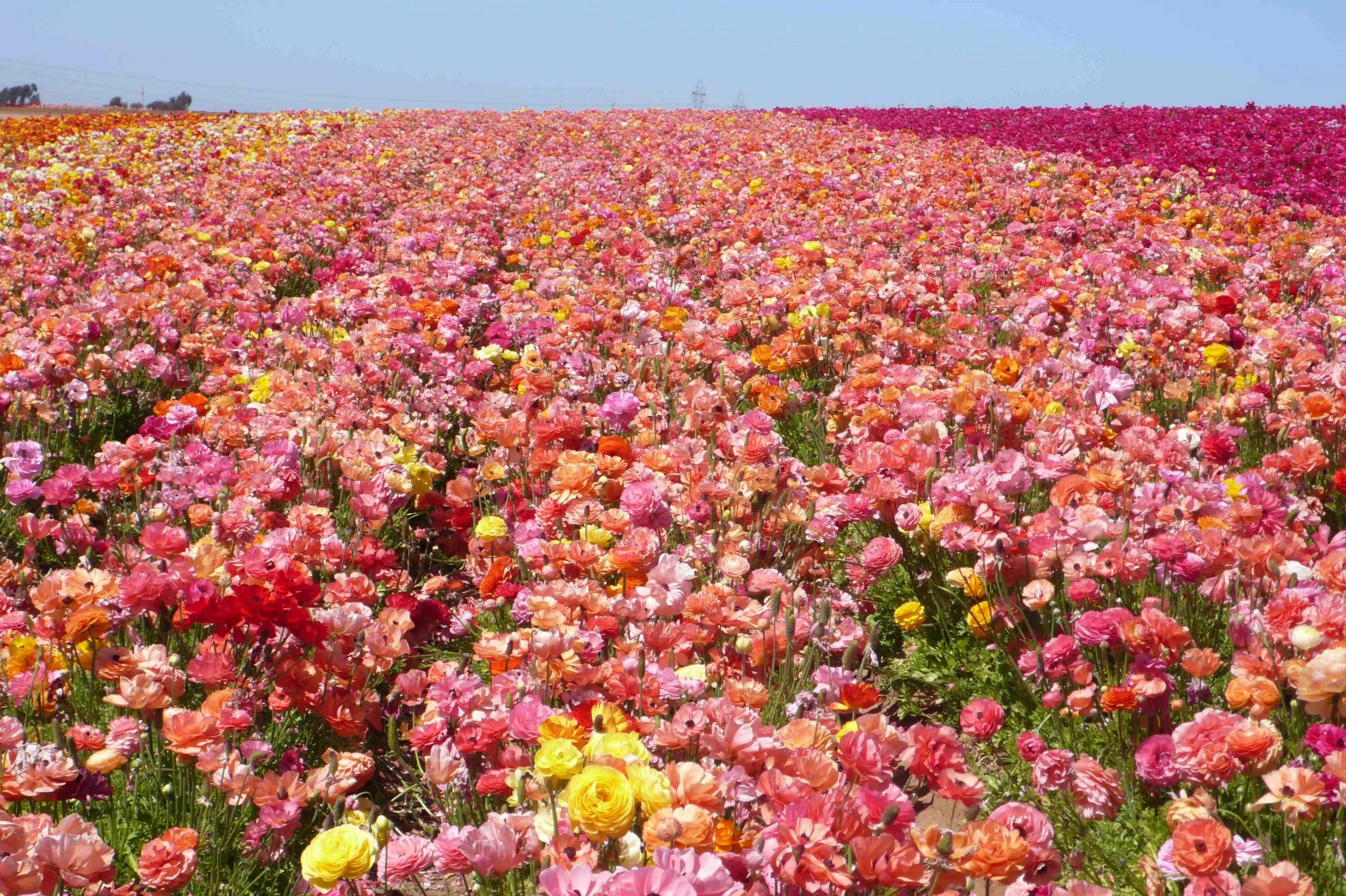 Поле роз фото The Divine Dish " Giant Ranunculus in Bloom at Carlsbad Flower Fields Carlsbad f