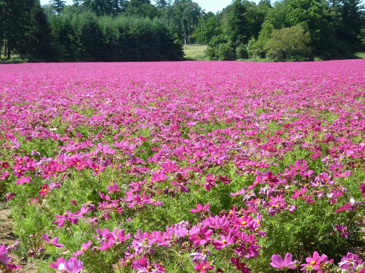 Поле розовых цветов фото Free Images : nature, blossom, meadow, prairie, flower, bloom, floral, colorful,