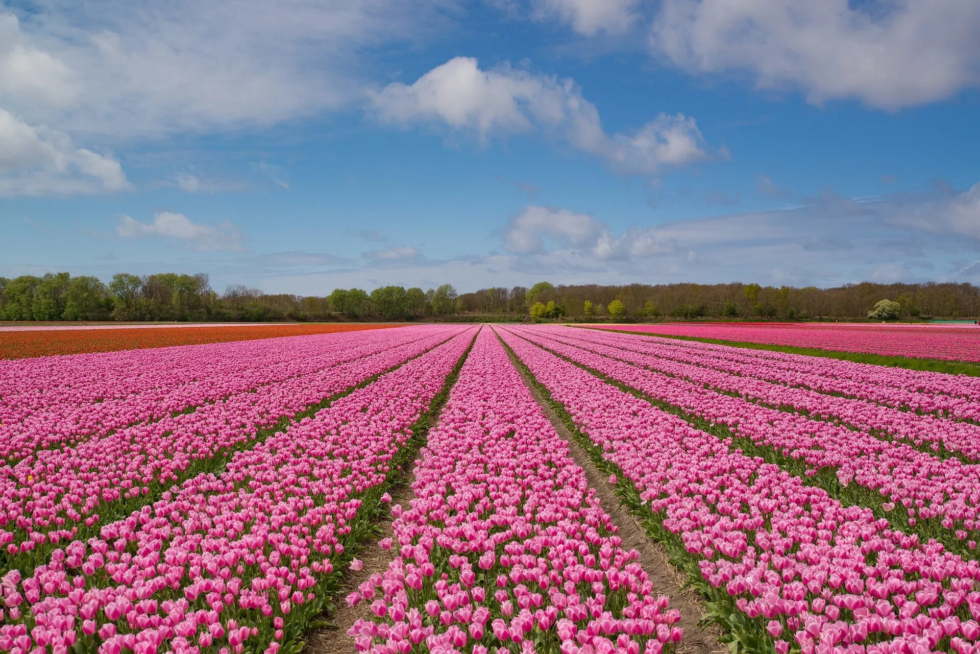 Поле розовых цветов фото Visiting the Netherlands during Tulip Season - Holland.com