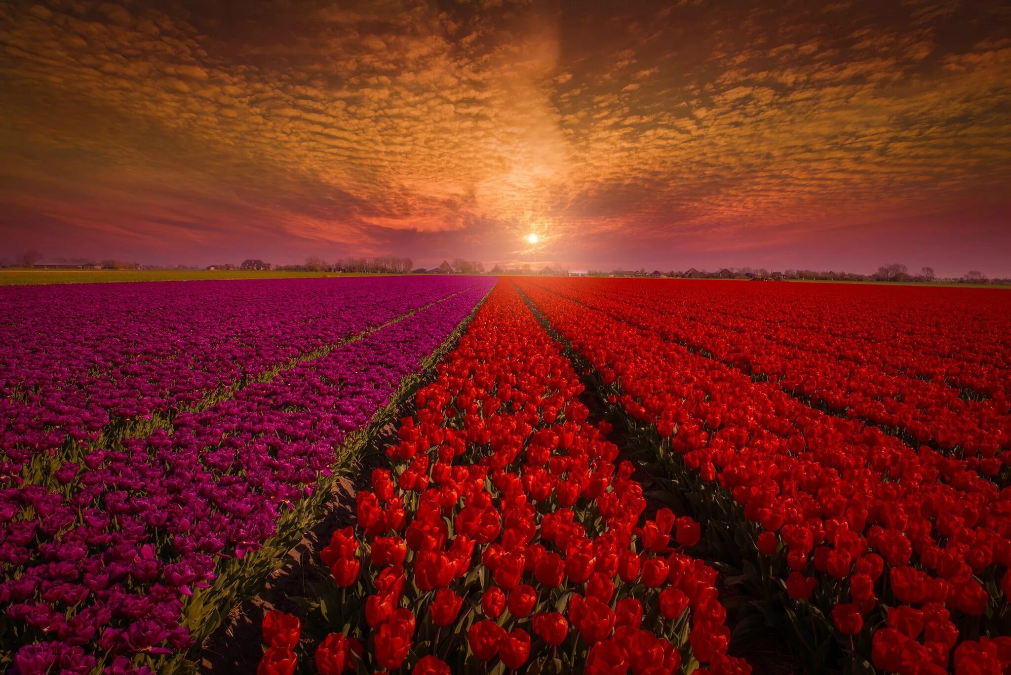 Поле розовых цветов фото HD wallpaper: purple and red flower field, the sky, sunset, flowers, nature Phon