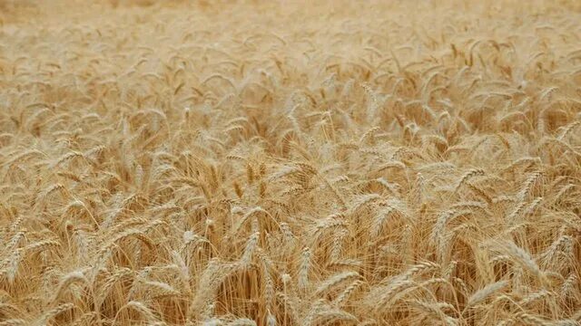 Поле ржи фото Wheat Field Wind Изображения: просматривайте стоковые фотографии, векторные изоб