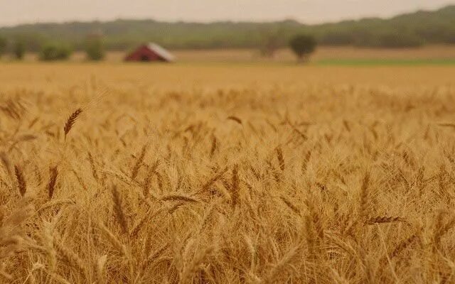 Поле ржи фото Rye Field Catcher in the rye, How to memorize things, Waves