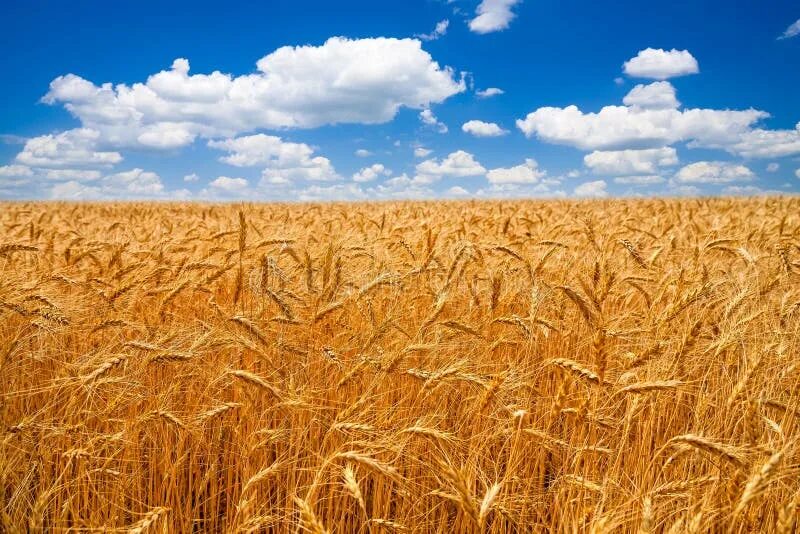 Поле ржи фото Wheat field with blue sky stock image. Image of grow - 32253777