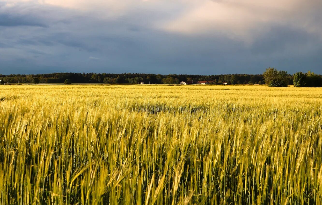 Поле ржи фото Wallpaper field, rye, village, space, houses, ears, cereals, rye field for mobil