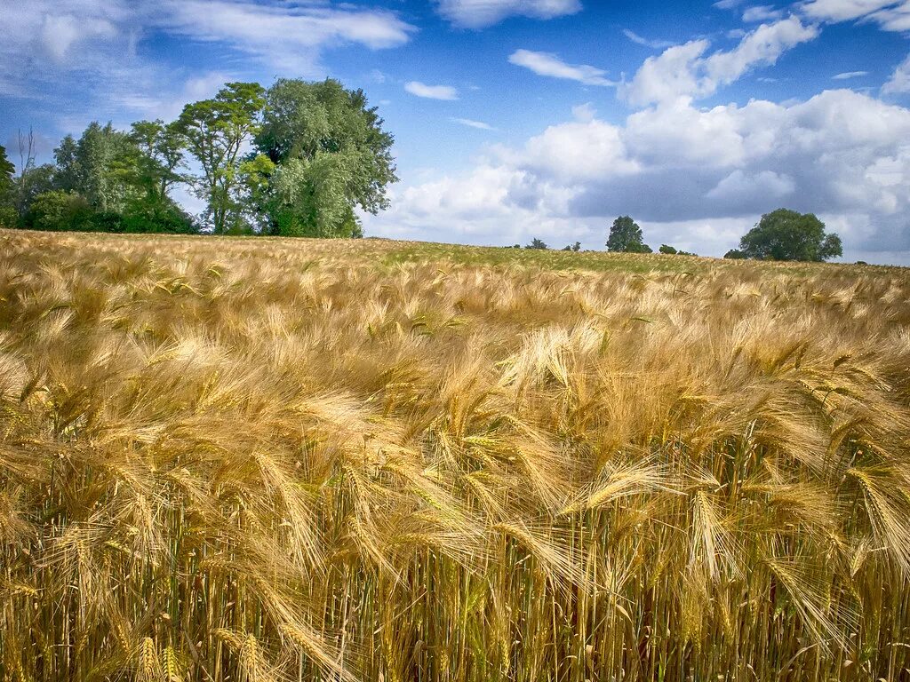 Поле ржи фото Ready to harvest Barley field almost ready to harvest. Ex. Flickr