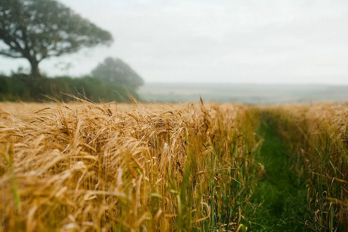 Поле ржи фото "Pathway Through A Field Of Barley" by Stocksy Contributor "Suzi Marshall" - Sto