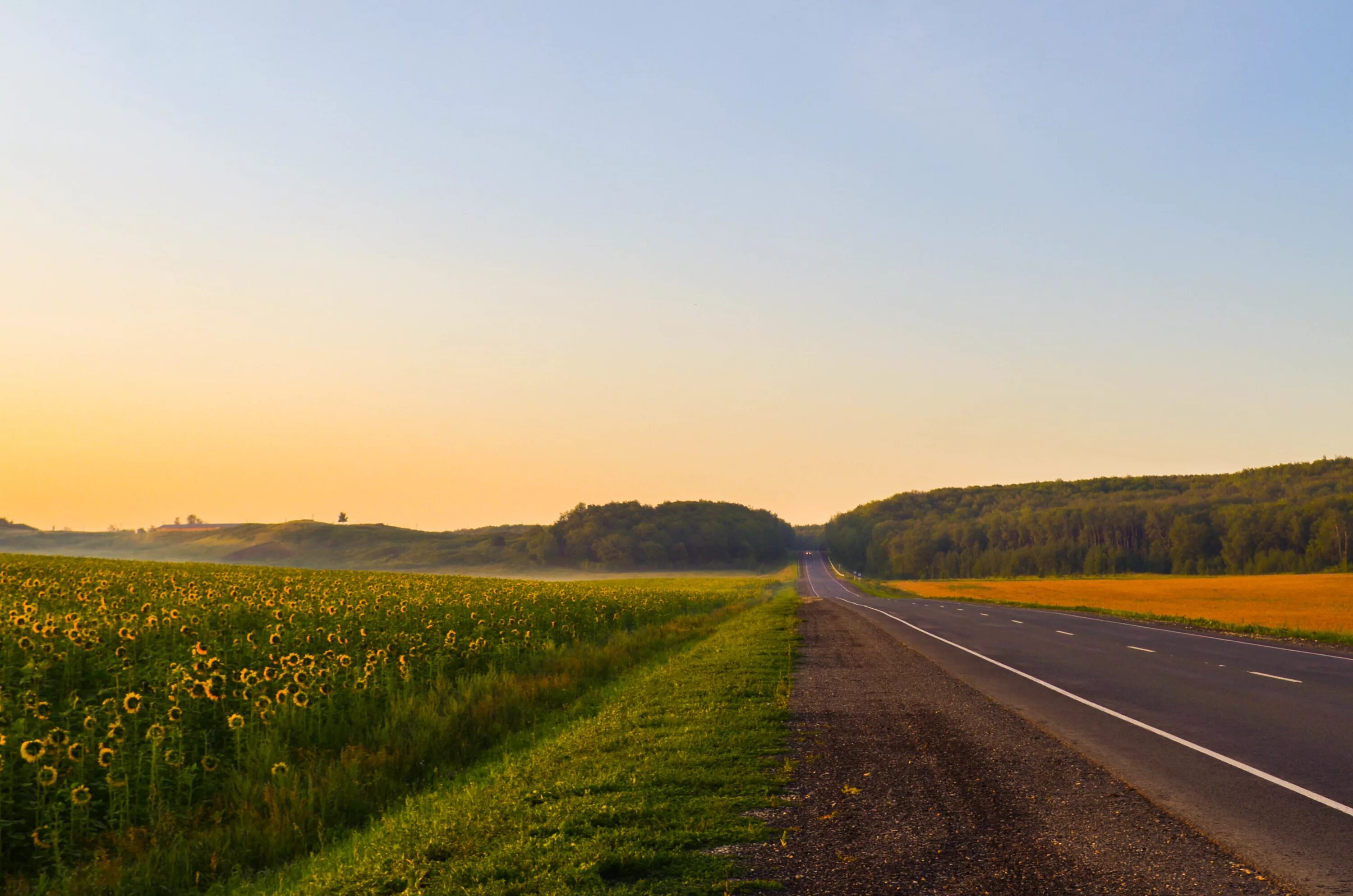 Поле с дорогой фото Download wallpaper road, summer, sunflowers, landscape, nature, fog, dawn, lands