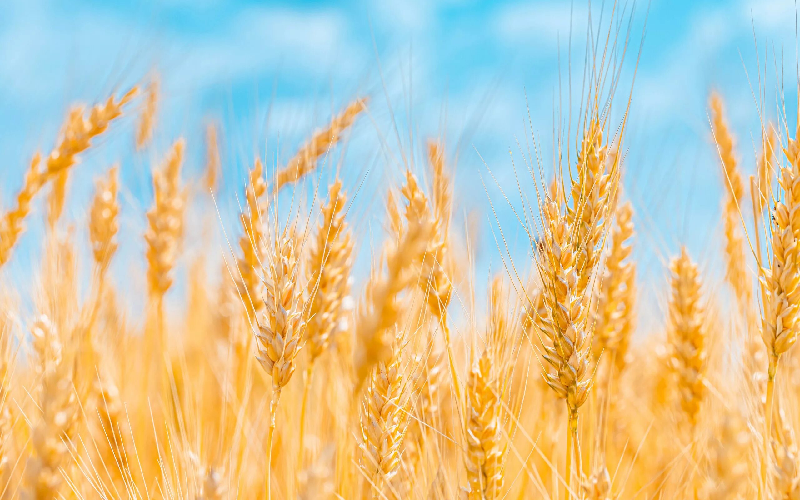 Поле с колосьями фото Download wallpaper field, summer, the sky, clouds, nature, background, blue, rye