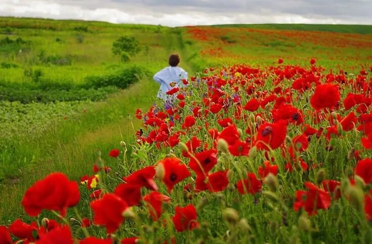 Поле с маками фото It's Never Too Late to Change Enlightenment - Inspiration Poppies, Red poppies, 