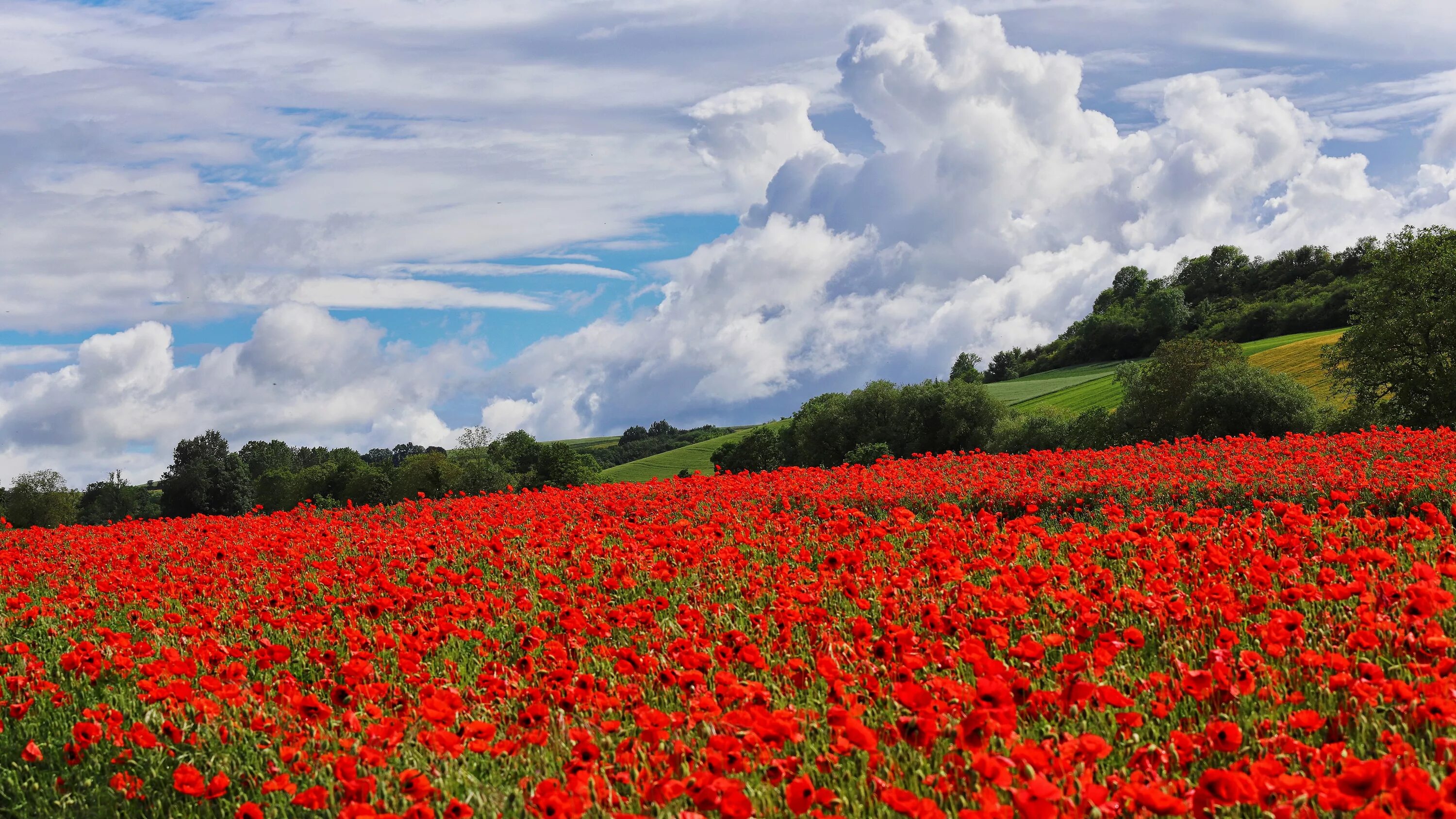 Поле с маками фото Download wallpaper summer, the sky, clouds, flowers, Maki, meadow, poppy field, 