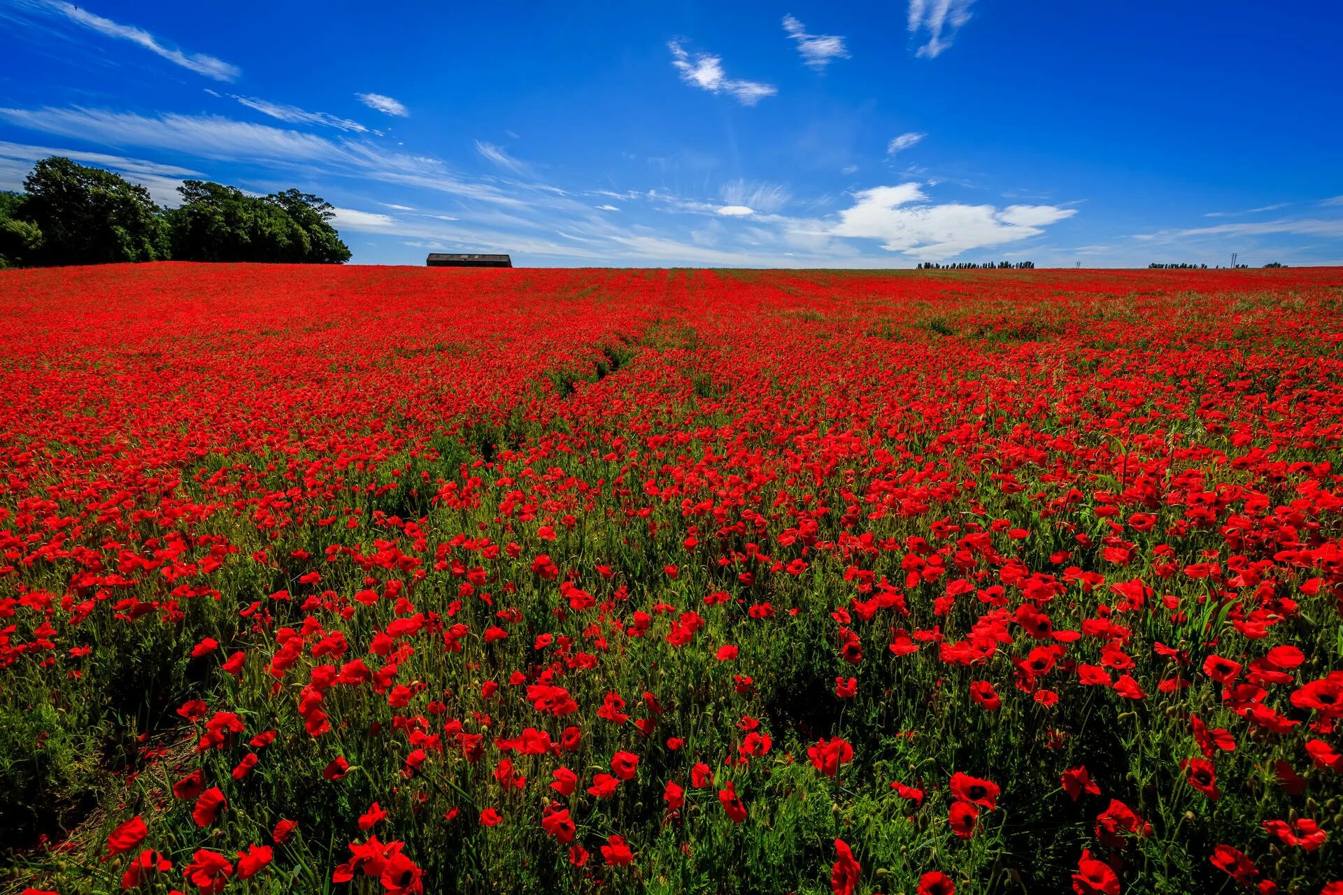 Поле с маками фото Download 4K Sky Red Poppy Flower Field Wallpaper Wallpapers.com