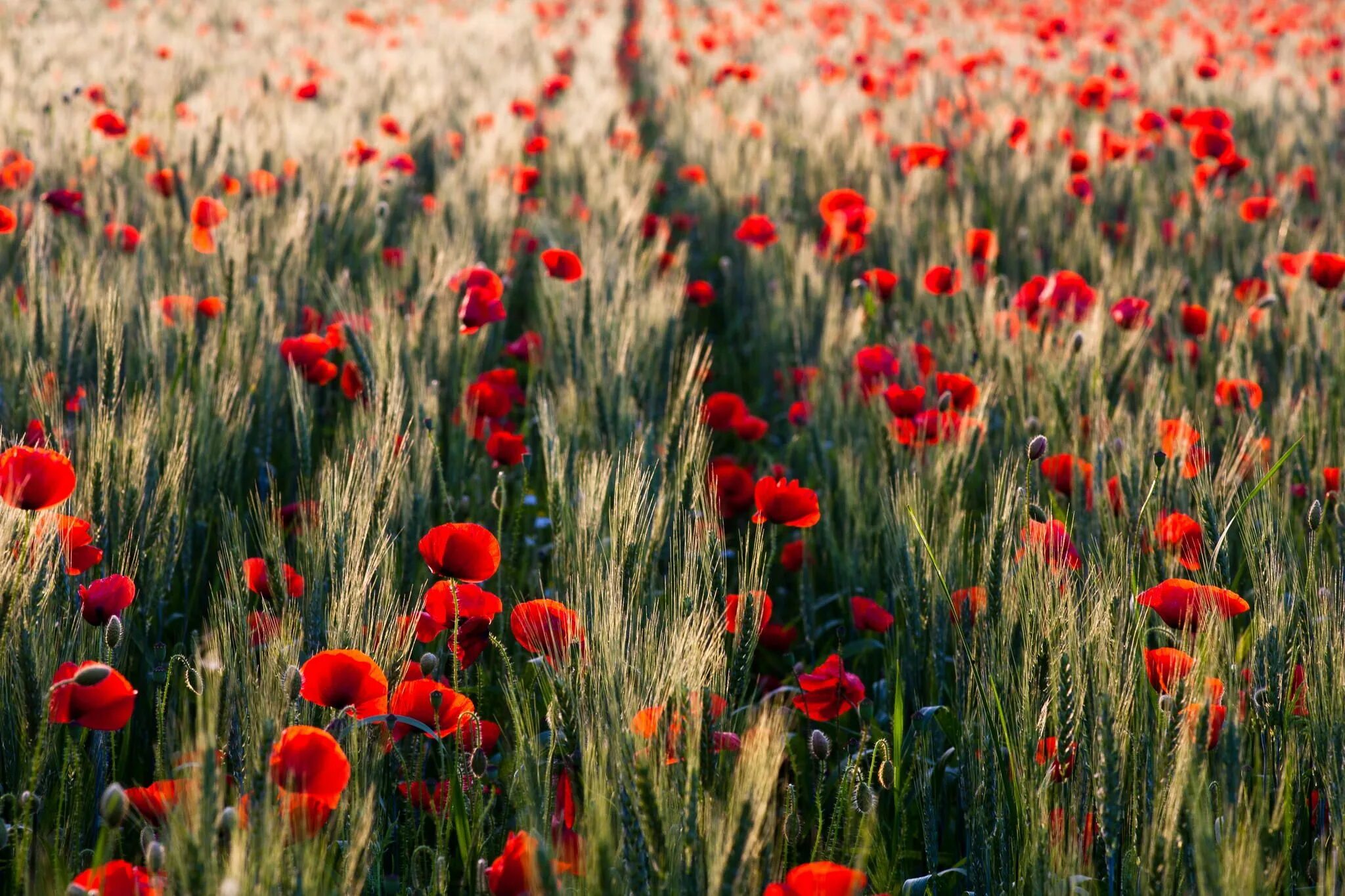 Поле с маками фото Poppies field at sunset Poppy field, Poppies, Crop field