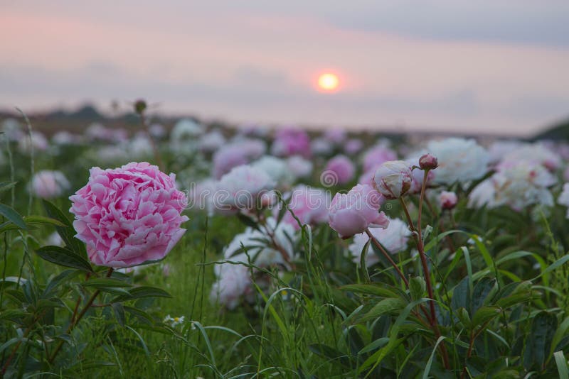 Поле с пионами фото 93,641 Peonies стоковые фото - бесплатные и стоковые фото RF от Dreamstime - Стр