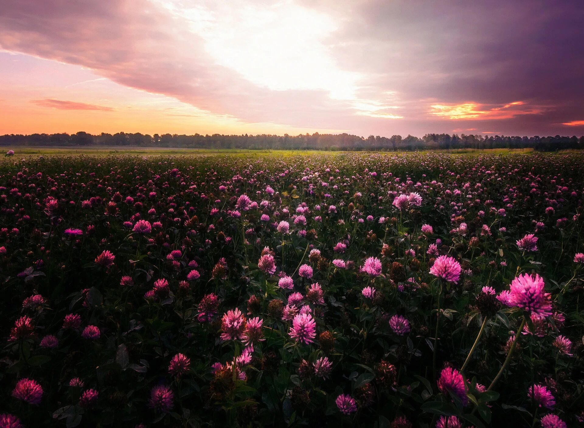 Поле с пионами фото Download wallpaper field, the sky, clouds, sunset, flowers, pink, the evening, m