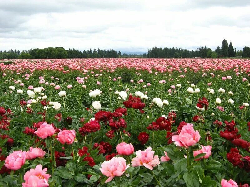 Поле с пионами фото adelman peony gardens. usa / сад пионов. америка - Самое интересное в блогах