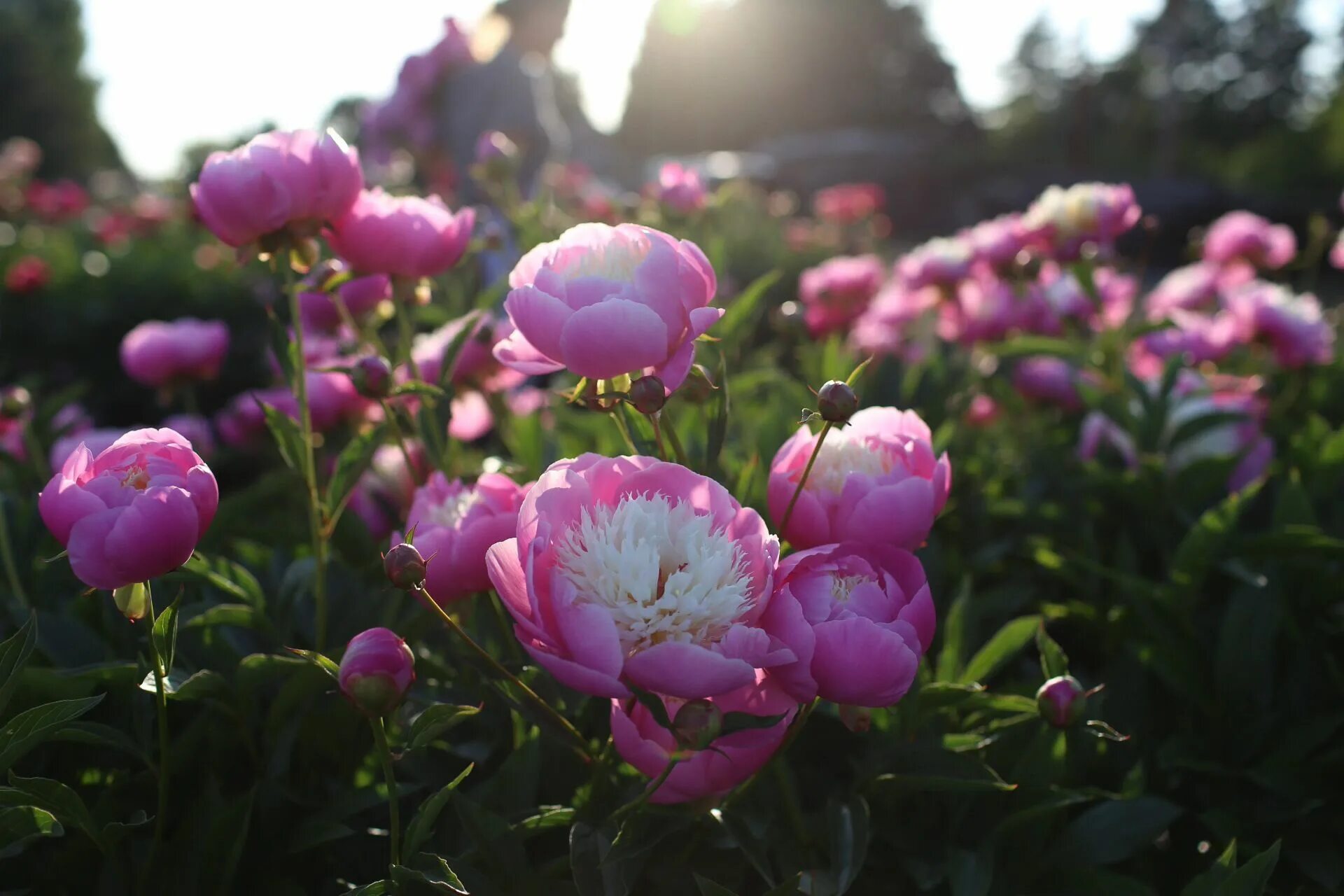 Поле с пионами фото Peony Paradise: A Visit to North Field Farm - Floret Flowers Flower farm, Peony 