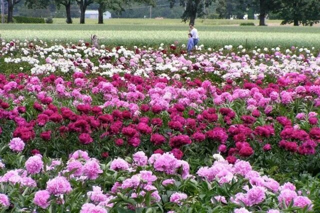 Поле с пионами фото Peonies Peonies garden, Growing peonies, Beautiful flowers