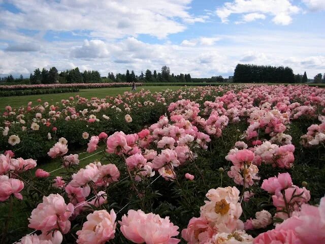 Поле с пионами фото Shadows On Stone: Sculpture and Adelman Peony Gardens Peonies garden, Peonies, G