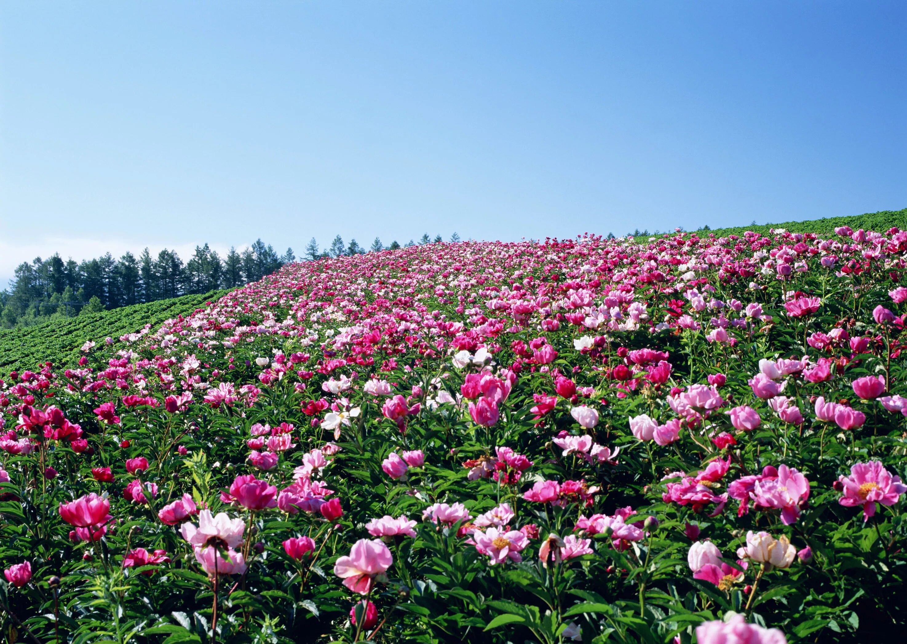 Поле с пионами фото Download wallpaper field, the sky, flowers, section landscapes in resolution 295