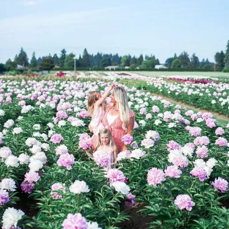 Поле с пионами фото Visiting the Oregon Peony Flower Fields - Flower field, Peonies, Peonies season