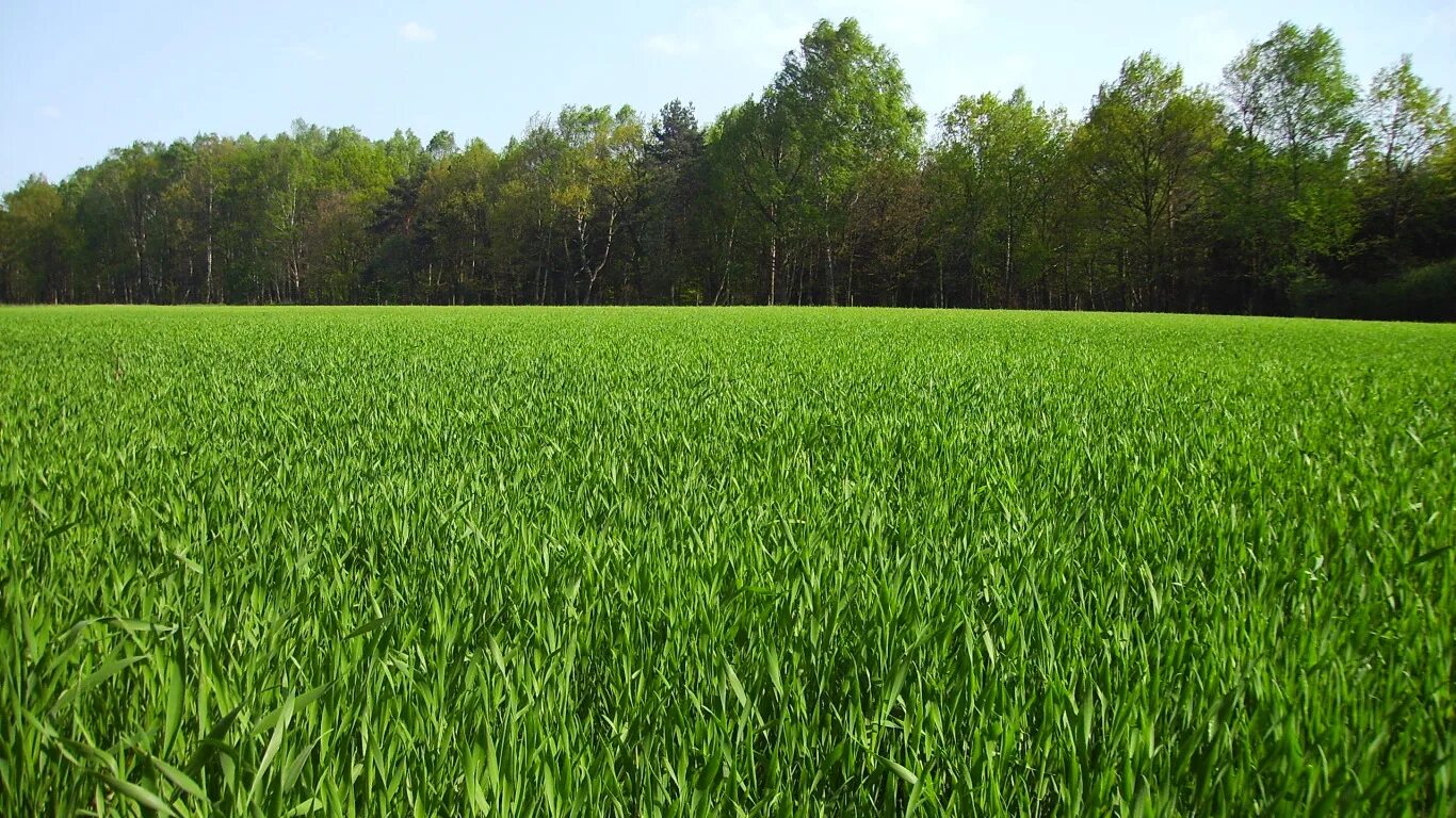 Поле с травой фото Скачать обои зелень, поле, лето, трава, природа, green, summer, grass, раздел пр