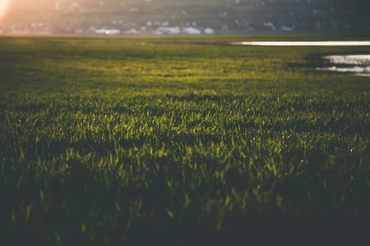 Поле с травой фото Free Images : green, sky, natural environment, natural landscape, grassland, atm