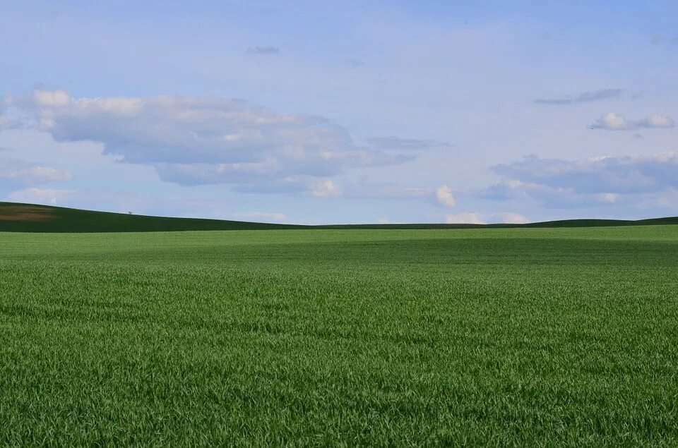 Free Images : landscape, tree, nature, horizon, marsh, light, plant, sky, sunset