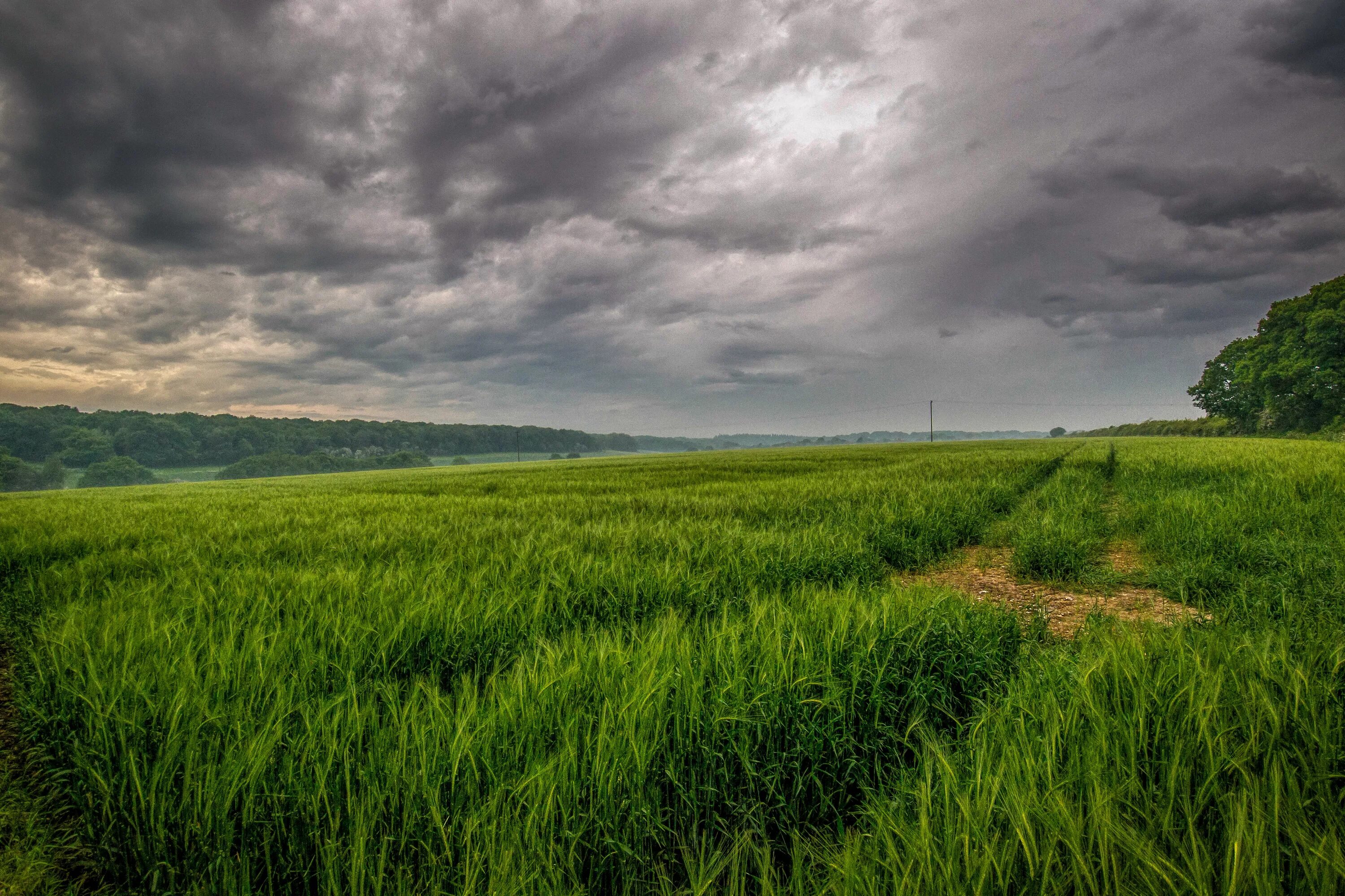 Поле с травой фото Download wallpaper greens, field, the sky, grass, clouds, overcast, track, secti