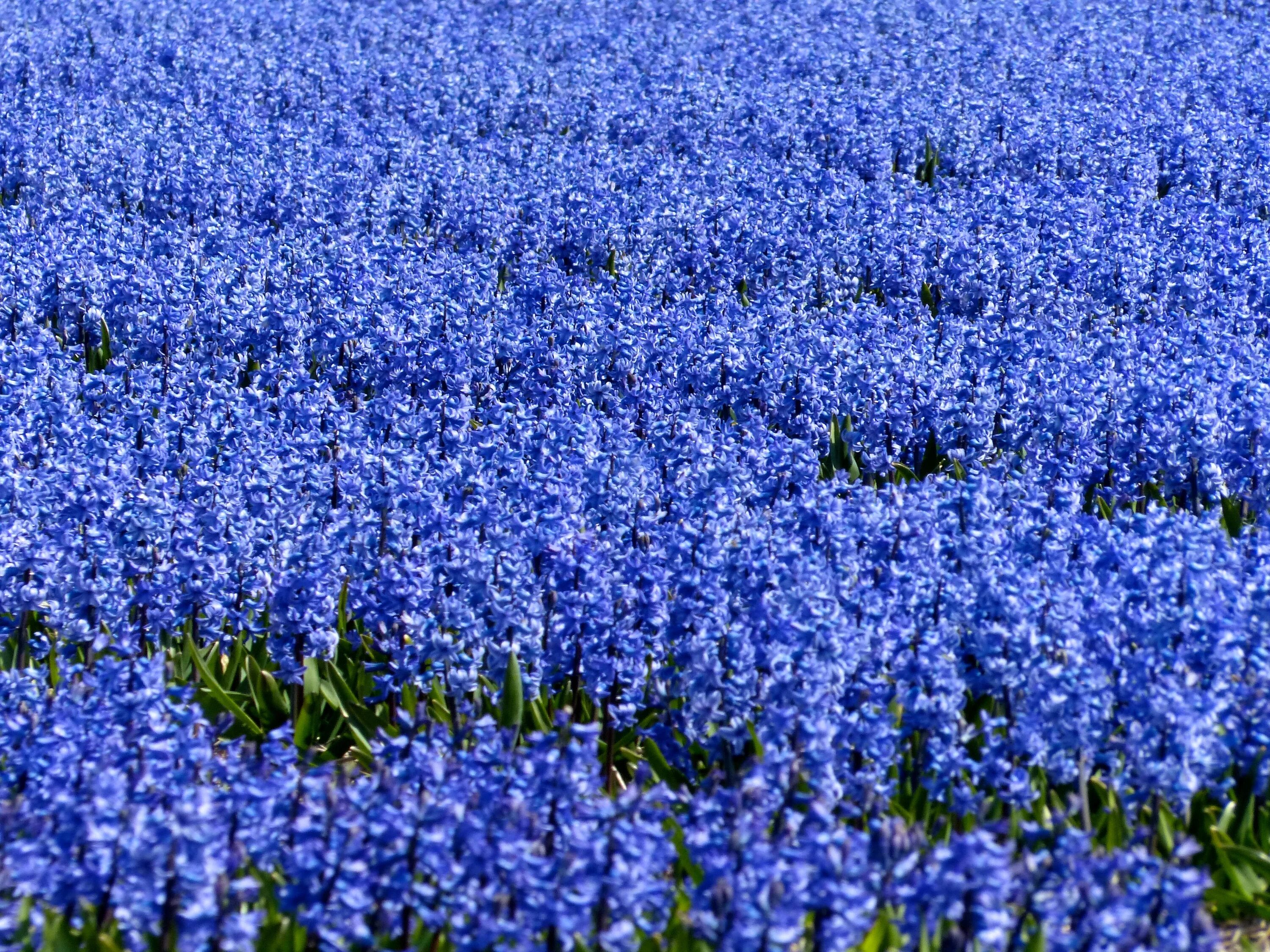 Поле синих цветов фото Free Images : field, meadow, flower, wildflower, flowers, holland, fields, blueb