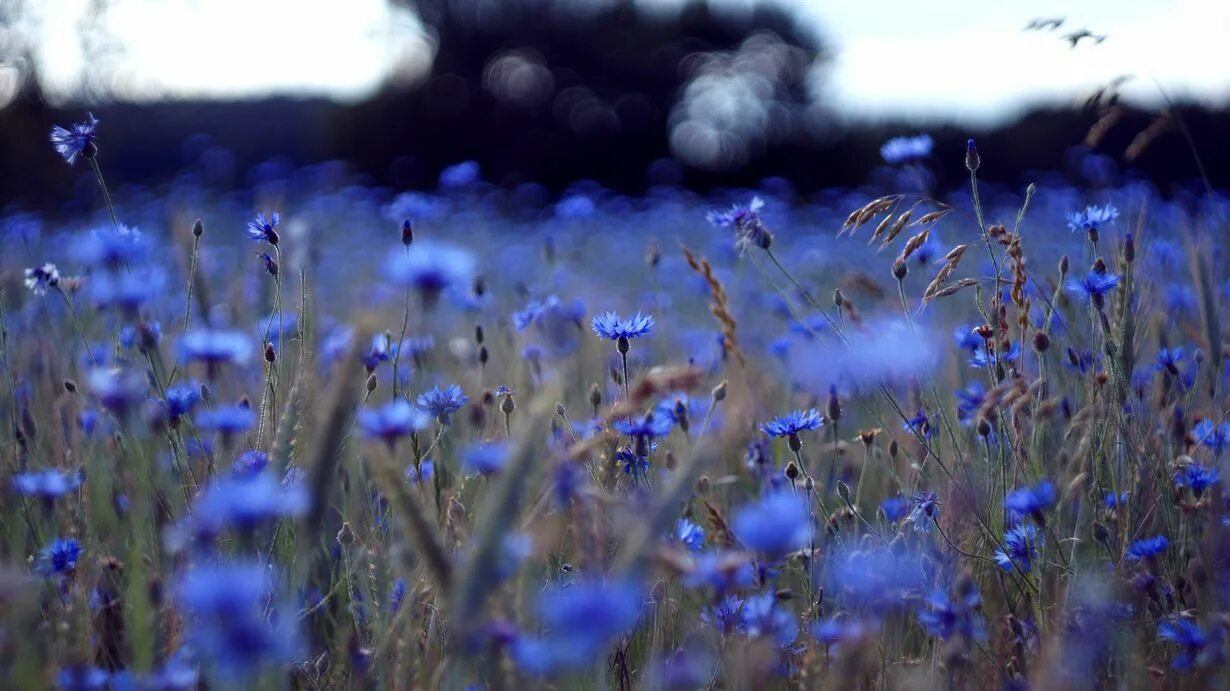 Поле синих цветов фото Полевые цветы - неприхотливые красавцы (20 фото) Wallpaper nature flowers, Wildf