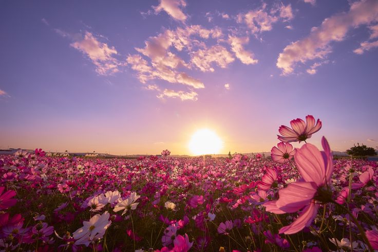 Поле со цветами фото Earth Cosmos Sky Japan Sun Purple Flower Nature Flower Field Wallpaper พ น ห ล ง