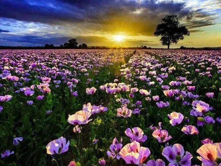 Поле со цветами фото Pretty Fondos de pantalla naturaleza, Fotografía mágica, Campo de flores