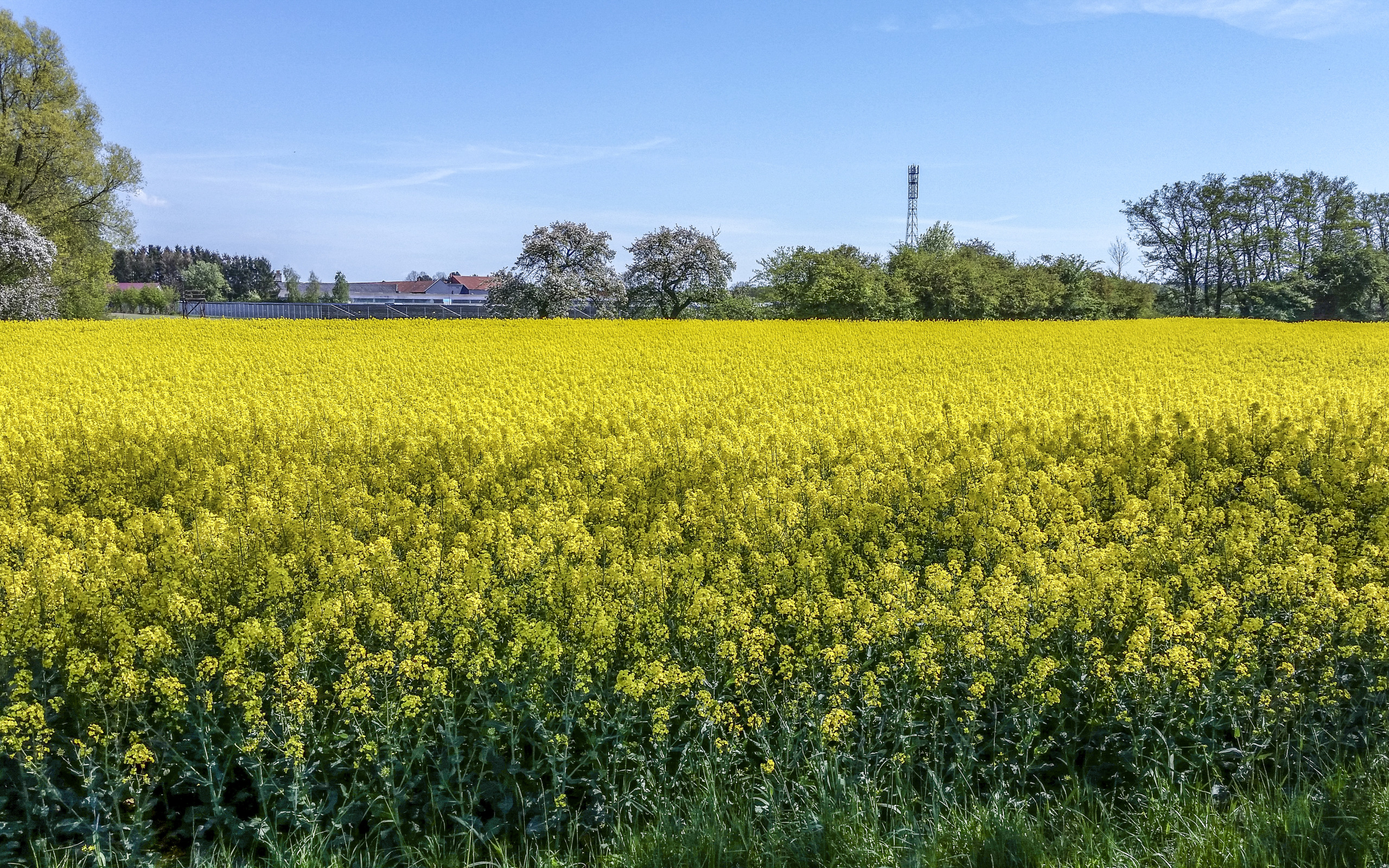 Поле сои цветущей фото Скачать обои поле, деревья, цветы, весна, май, Nature, may, цветение, раздел при