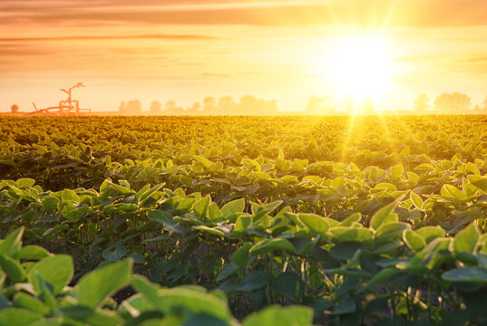 Поле сои цветущей фото Soybean Farming Зображення - огляд 114,622 Стокові фото, векторні зображення й в