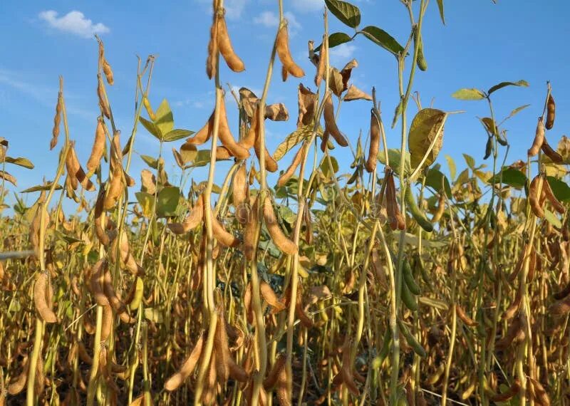 Поле сои цветущей фото Soybeans Ripen on the Farmer`s Field Stock Image - Image of farming, fresh: 1563