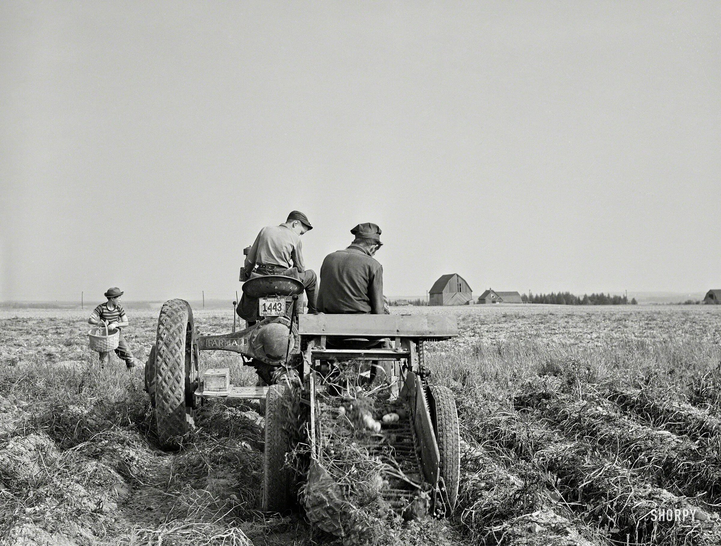 Поле ссср фото October 1940. "Harvesting potatoes with a single-row tractor-drawn digger on a f