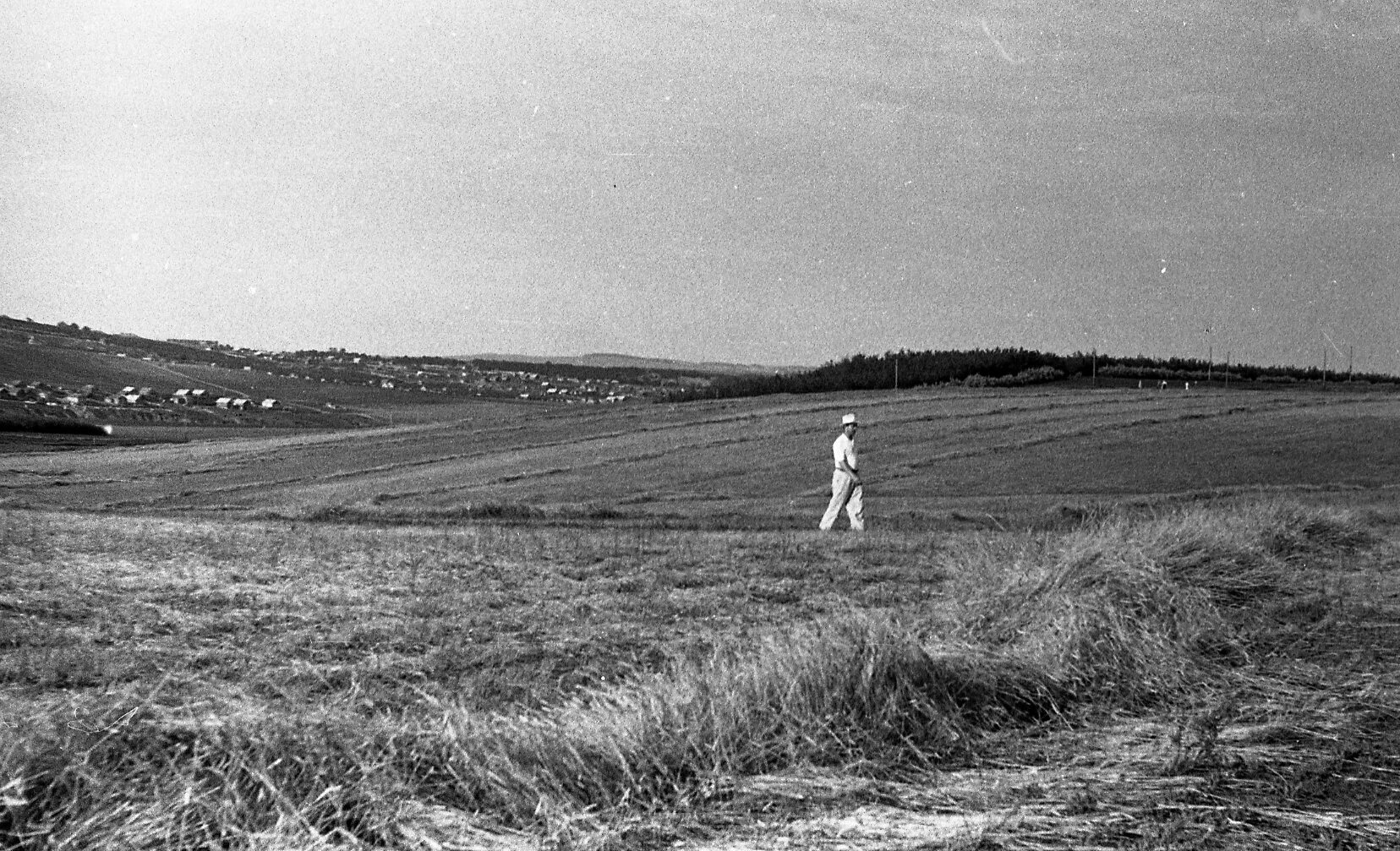 Поле старое фото Опытное поле, июнь 1960 года Фотографии старого Саратова
