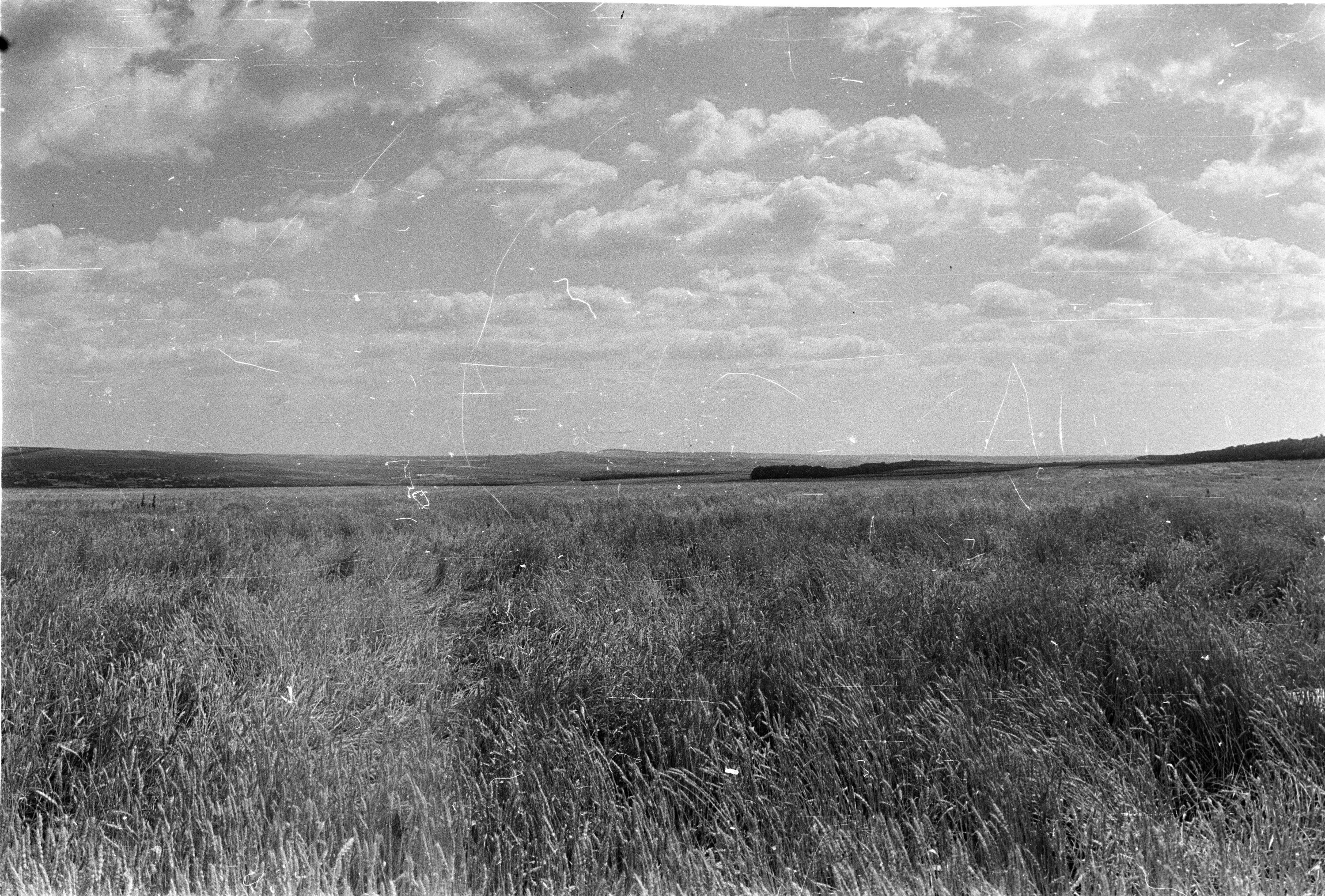 Поле старое фото Поле в Солнечном Фотографии старого Саратова